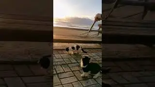 котятя в Алании