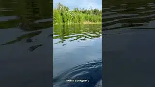Созерцай живое! Карелия. #shortvideo #shorts #карелия
