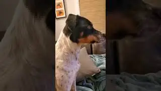 Murphy and Milly making new friends on the TV 