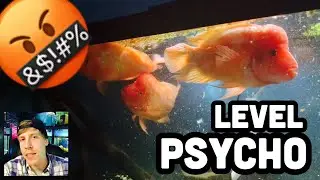 Midas Cichlid Community Tank Seems IMPOSSIBLE