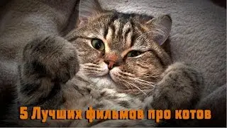 5 Лучших фильмов про кошек