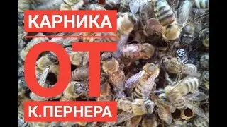 Новые матки от К  Пернера