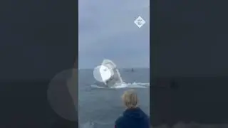 Whale capsizes boat in New Hampshire