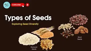 Types of Seed | Seed Classification| Monocot & Dicot Seed| Biology