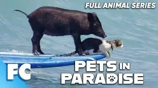 Pets In Paradise (1/26) | Season 1 Episode 1: The Surfing Pig | Full Animal Documentary TV Show | FC