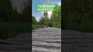 Лето уходит. Уйди, но останься #цитаты #август #лето #осень #природа #пейзаж #собака #грусть #печаль