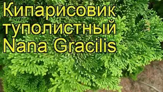 Кипарисовик туполистный Нана Грацилис. Краткий обзор, описание chamaecyparis obtusa Nana Gracilis