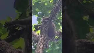 Сонное царство в Парке хищных зверей 