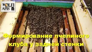 Формирование пчелиного клуба у задней стенки. 