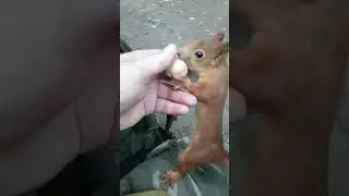 Белка ищет орешек / Squirrel is looking for a nut