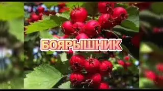 БОЯРЫШНИК (польза и вред)