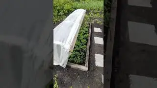 #огород