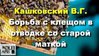 #Кашковский