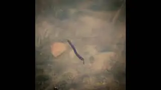 Perch Professor Flying Worm introduction