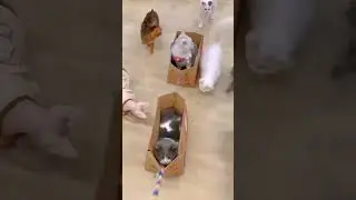 Очень смешные кошки🐈