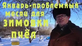 Январь -  проблемный месяц для зимовки пчёл!  На что надо обратить внимание!?