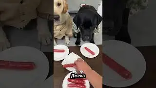 Да неужели Опять нет! 😤🐶   #short