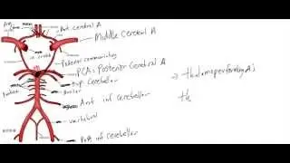 Brain Circulation / Circle of Willis Made Simple!