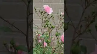 Wild Pink Roses Bush profusely blooming...