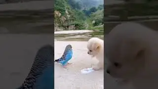 Friendship / puppy and bird . A beautiful moment 