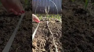 Самый простой способ посева моркови 