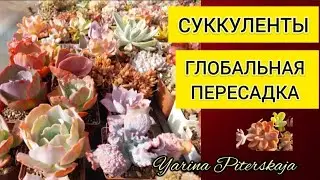 Суккуленты.  Глобальная пересадка.🙈