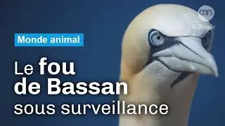 Les fous de Bassan face au virus | Reportage CNRS