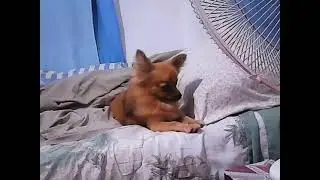 CUTE DOG IN DOING NOTHING CHALLENGE