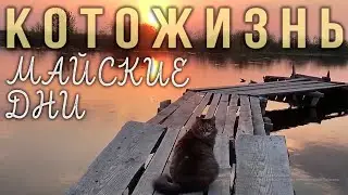 МАЙСКИЕ ДНИ😻КОТОЖИЗНЬ!