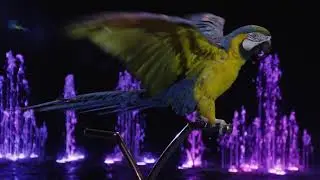 moscow russia february 21 2011 slow motion shot of macaw sitting on bike handle bar and showing its