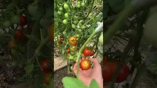 My 3rd harvest of tomatoes. Results are mind blowing #garden #tomato #tomatotrellis