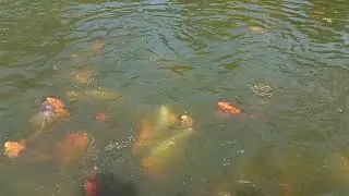 Fish feeding moment.