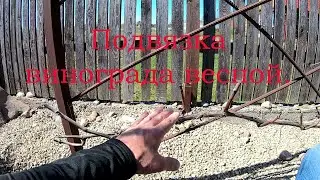 Виноград весна .Уход за виноградом весной.Подвязка винограда. Посадка в теплице.Саженцы помидор.