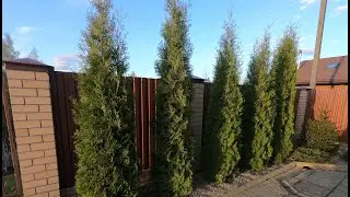 Весна посадка хвойных. Живая изгородь.  Туи для живой изгороди  Посадка живой изгороди.