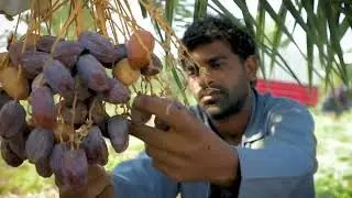 Какие бывают пальмы и что на них растет What are palm trees and what grows on them