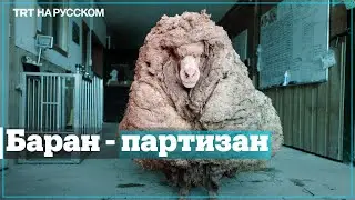 Сбежавший баран вернулся