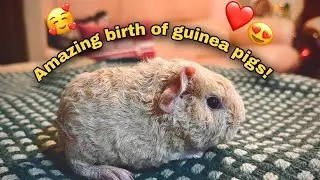 Guinea pig giving birth ! | amazing birth of a guinea pig!