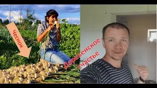 Урожай чеснока удивил // Наташа- пчеловод