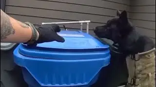 K9 Bronco Locates Man in Trash Can!