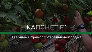 🍅КАПОНЕТ F1 (Syngenta) - Твердые и транспортабельные плоды!