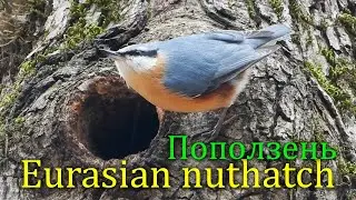 Поползень подготавливает себе гнездо / Eurasian nuthatch