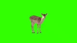 Green Screen Deer Video 