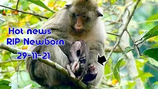 Billion sad news ! RIP Newborn monkey today of mom Toma | It breaking heart for mom Toma again