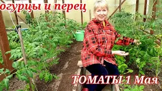 Высадила перец и огурцы Что положила в лунки Рассада поперла ТОМАТЫ уже с помидорами