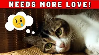 10 Signs That Your Cat Needs More Love and Attention from You