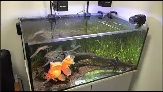 GreenArt золотые рыбки и растения