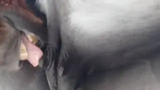 شوفوا مشاء الله المهر يرضع الحليب من امه🐎🐎🐎🐎🐎😗