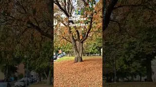 Швеция. Золотая осень. 