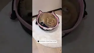 Cat bed, www.niopets.com 