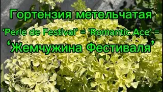 Гортензия метельчетая ‘Жемчужина Фестиваля’(‘Perle de Festival’)